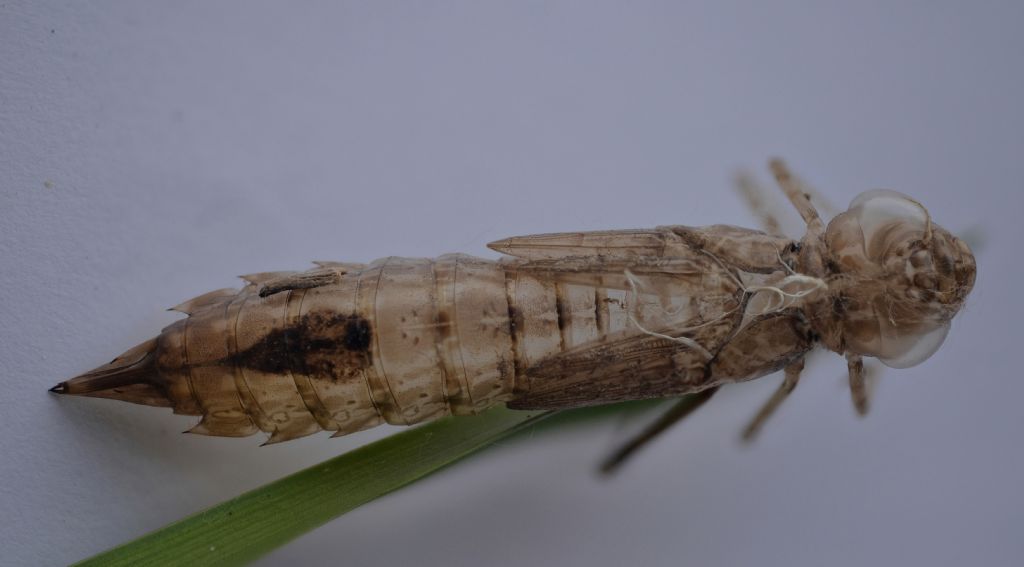 Exuvia Anax femmina da confermare: Anax imperator